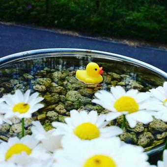アヒルと花と アヒルと花との写真