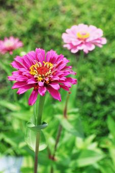 ジニア５ ジニア,花,かわいいの写真素材