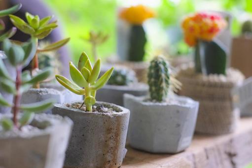 Succulent plants Succulent plants