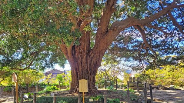 坂東33観音 03番 安養院 槙の巨木 坂東33観音 03番 安養院 槙の巨木 安養院,長楽寺,祇園山の写真素材