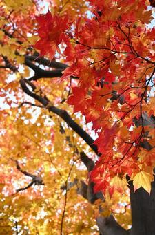 紅葉 もみじ,秋,壁紙の写真素材