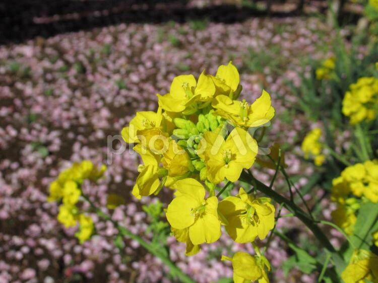 菜の花と河津桜の花びら 菜の花,春,桜の写真素材