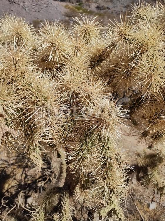 アリゾナ州テンピの植物 キリンドロプンティア,サボテン,アリゾナの写真素材