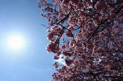 桜と太陽 桜と太陽の写真