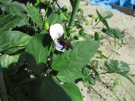 タイワンタケクマバチ タイワンタケクマバチ 蜂,黒い,外来種の写真素材