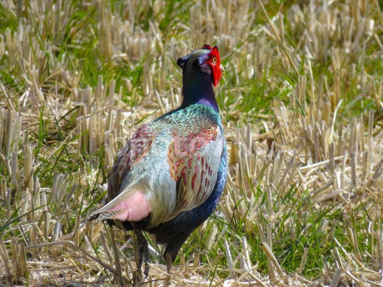 田んぼの中を歩くキジのオスの後ろ姿 キジ,雉,鳥の写真素材