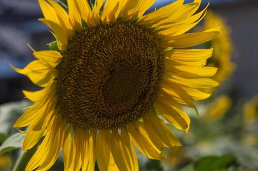 August sunflower, JPG