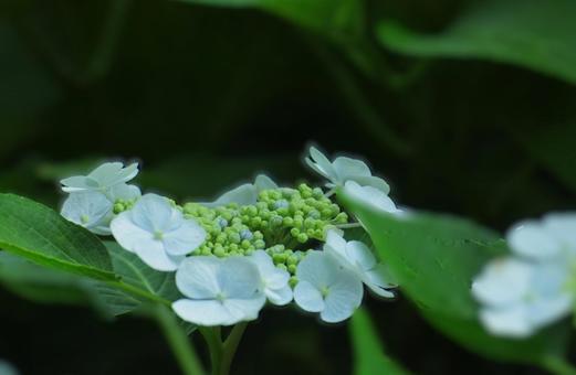 花模様₋アジサイ‐ガクアジサイ 花模様₋アジサイ‐ガクアジサイの写真