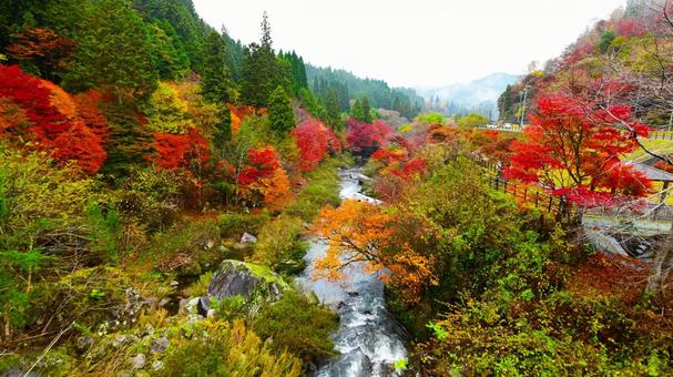 美しい大井平公園の紅葉風景 大井平公園,紅葉,秋の写真素材