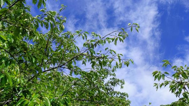 青空と緑の木々-20 青空と緑の木々-20の写真