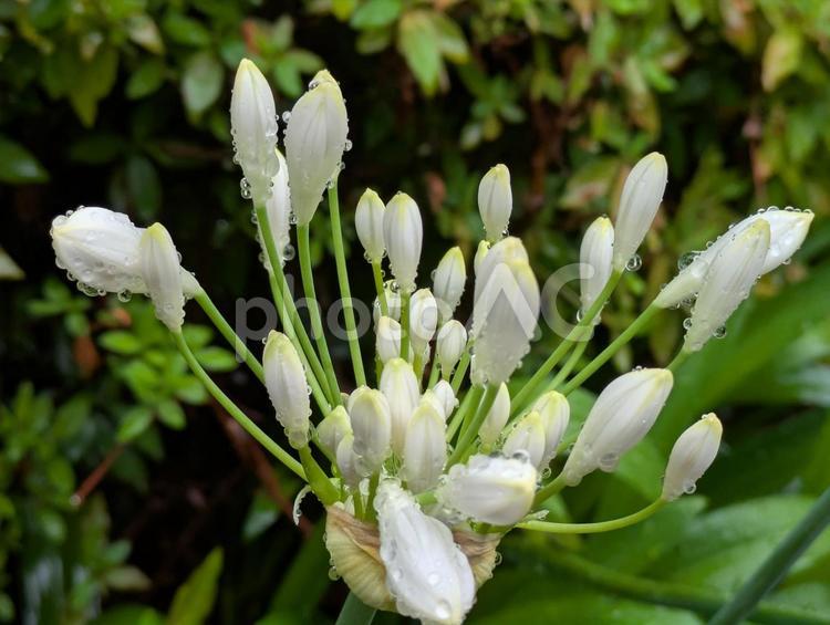 夏至過ぎの横浜市北部のアガパンサスの花 アガパンサス,白い花,クンシランの写真素材