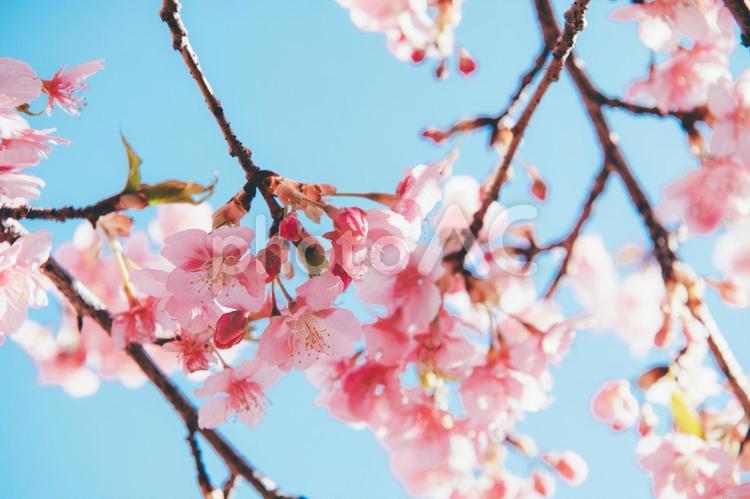 桜　素材　イメージ 桜,サクラ,青空の写真素材