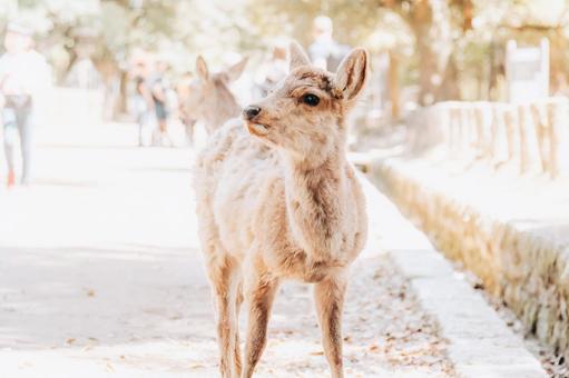 今日も観光客が多そうです 今日も観光客が多そうです 鹿,動物,哺乳類の写真素材