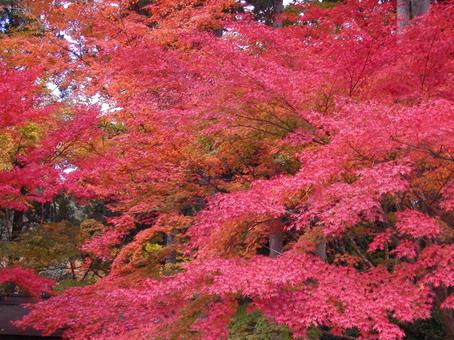 京都　大原 京都市,左京区,秋の写真素材