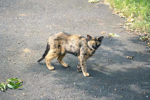 道端の野良猫 道端の野良猫の写真