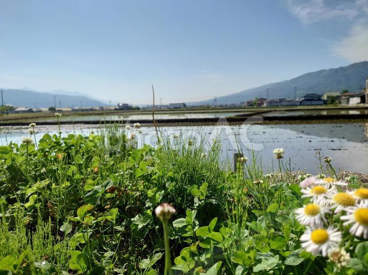 クローバーと田んぼ クローバー,田んぼ,遠くの山々の写真素材