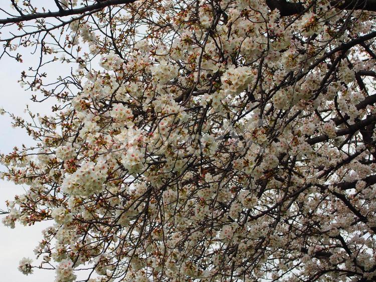 川沿い　桜並木 さくら,桜,埼玉の写真素材
