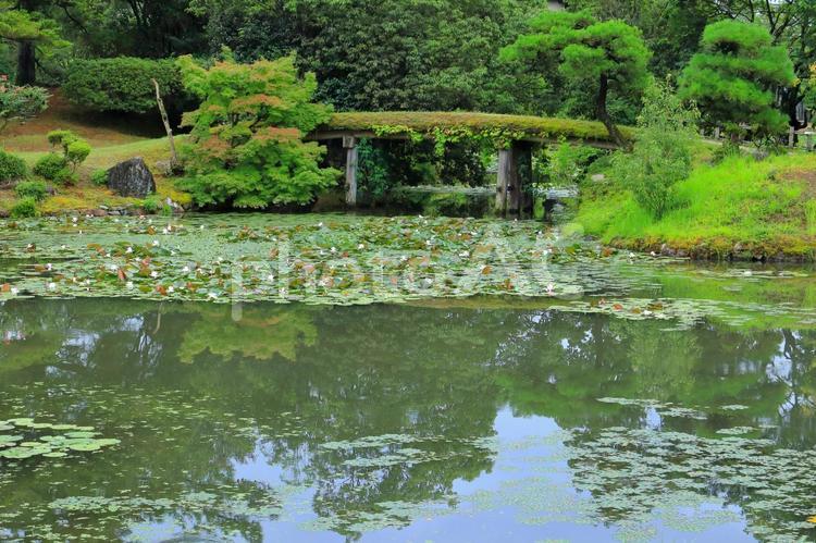 睡蓮のある風景 風景,自然,睡蓮の写真素材
