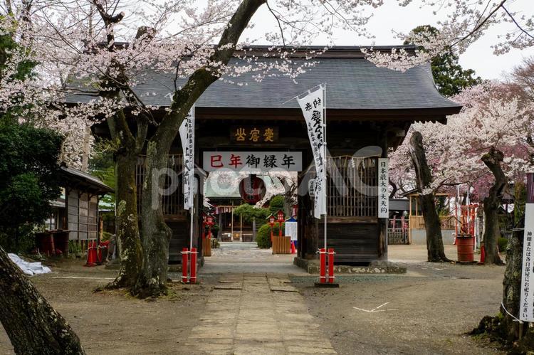 愛宕神社の桜⑷ 花,サクラ,桜の写真素材