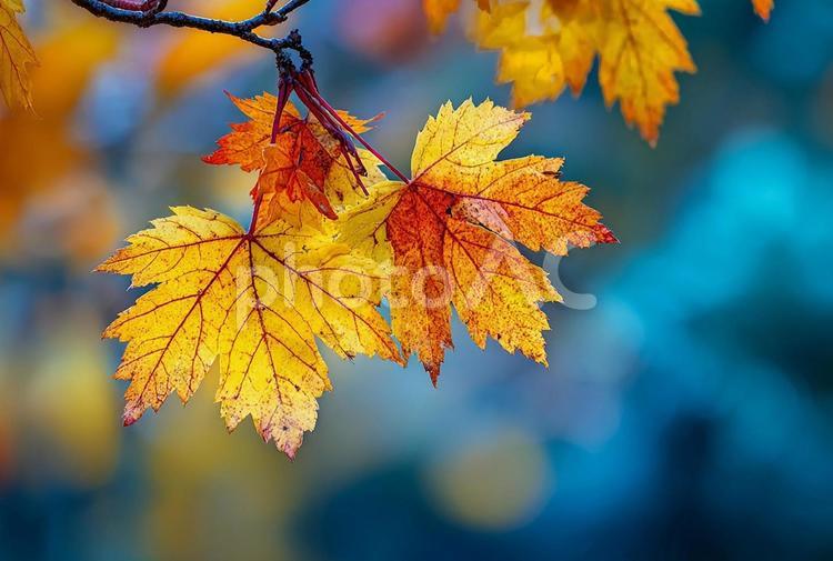 自然のグラデーション、カエデ 紅葉,葉,カエデの写真素材