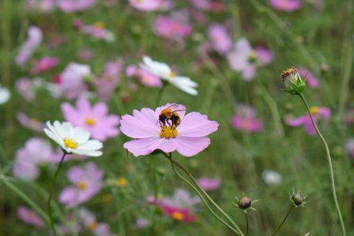 秋桜（コスモス）畑で蜜を吸うハチ コスモス,蜂,秋桜の写真素材
