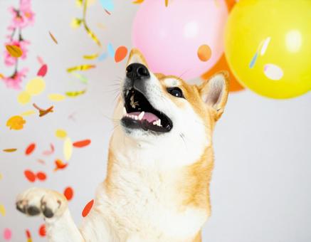 嬉しい柴犬 嬉しい柴犬の写真