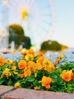 ひたち海浜公園 ひたち海浜公園の写真