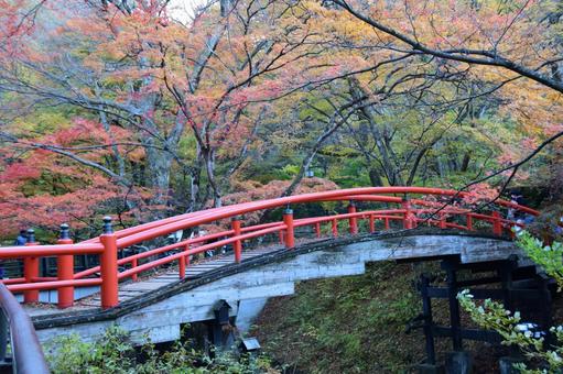 吊り橋と紅葉４ 紅葉,もみじ,吊り橋の写真素材