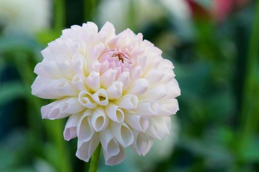 ダリア ダリア ダリア,花,白の写真素材