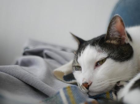 ソファでくつろぐ猫 猫,冬,昼寝の写真素材