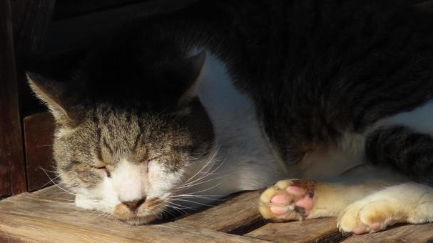 日向ぼっことお昼寝が日課のもふもふな猫様 猫,キジシロ,眠り猫の写真素材