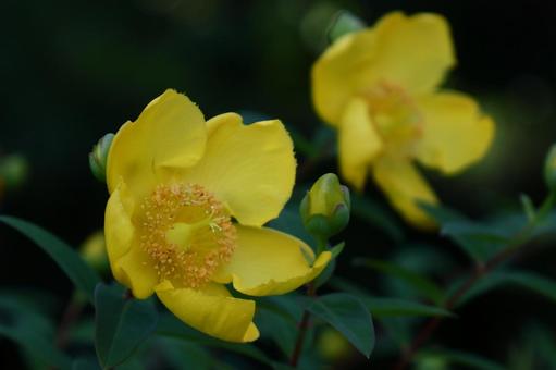 金色に輝く梅の花 金色に輝く梅の花 キンシバイ,花,オトギリソウ科の植物の写真素材