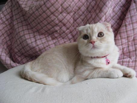 見上げる子猫 見上げる子猫 まったり,リラックス,癒されるの写真素材