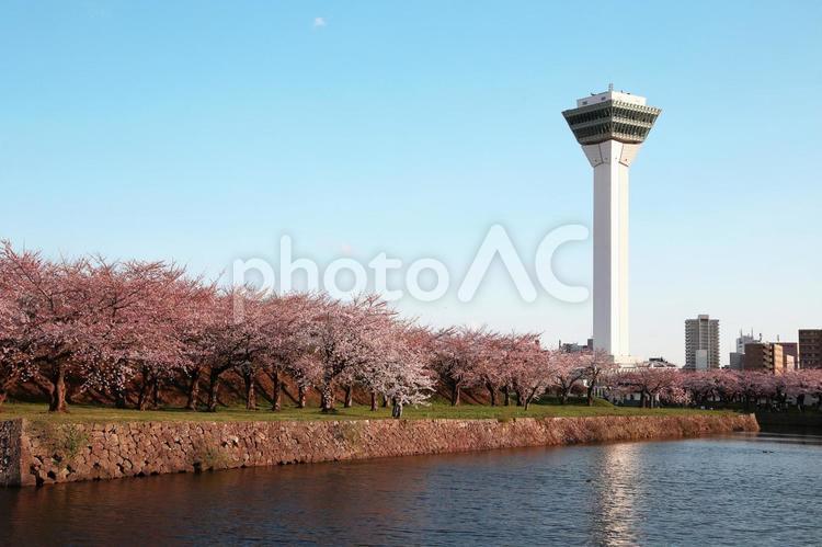 函館五稜郭公園の美しい桜とタワー 桜,函館,五稜郭公園の写真素材