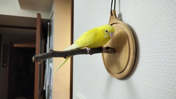 セキセイインコ セキセイインコ,インコ,かわいいの写真素材