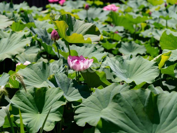 池に咲く鮮やかな蓮の花 蓮,蓮の花,花の写真素材