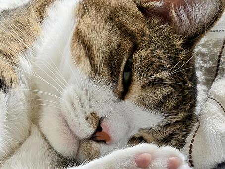 まどろむ猫 まどろむ猫 猫,ネコ,キジシロの写真素材