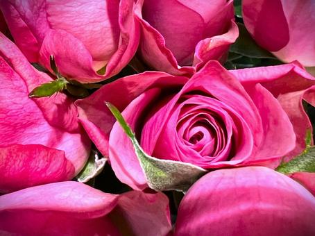 バラのアップ バラのアップ バラ,花,たくさんの写真素材