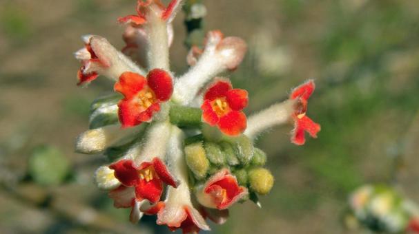 Red Mitsumata flower, JPG Red Mitsumata flower, JPG