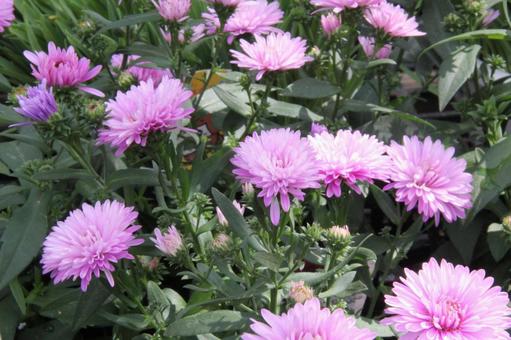Photo, aster, daisy, and ezo chrysanthemum, a flower, summer, 