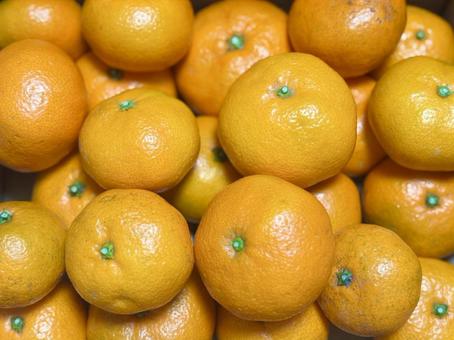 大小さまざまなみかん みかん,柑橘類,フルーツの写真素材