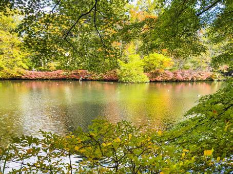 秋の雲場池に映る彩り 紅葉,秋,雲場池の写真素材
