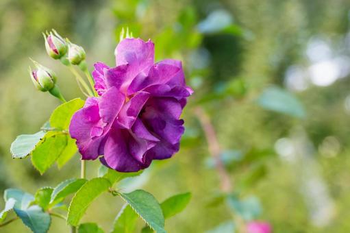 秋のバラ⒃ 秋のバラ⒃ 花,バラ,秋の写真素材