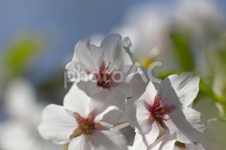 余市川桜並木満開 桜の花,マクロ,アップの写真素材