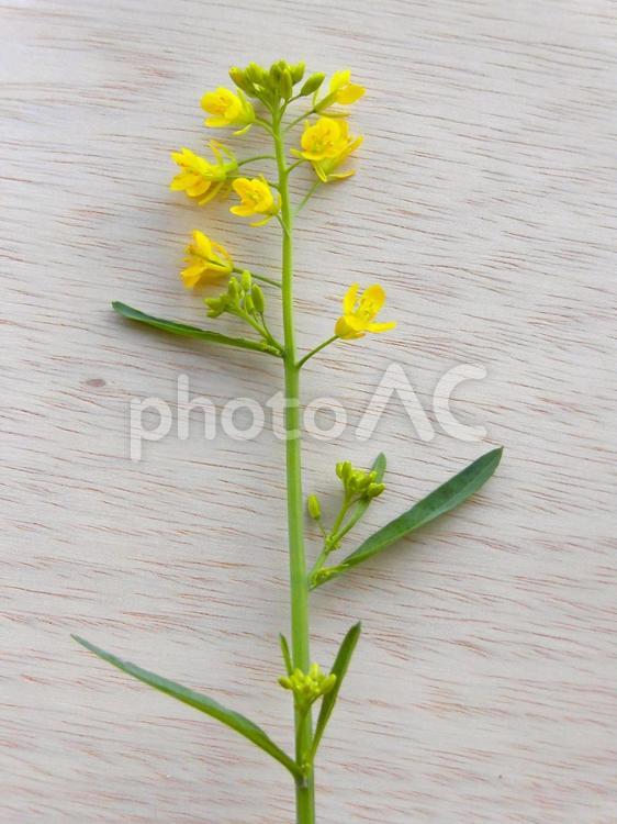 菜の花と木目調③ 菜の花,木目,草花の写真素材
