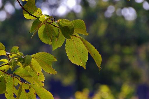 ハルニレの葉陰 ハルニレ,春楡,落葉広葉樹の写真素材