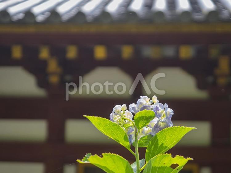 本堂の裏に咲くあじさいの花 矢田寺,本堂,裏の写真素材