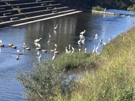 川辺 川辺,川,サギの写真素材