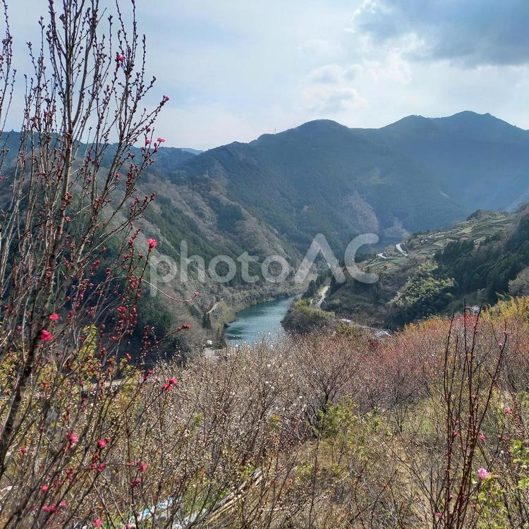 もう少しで咲く桃たち 春爛漫,自然,色の写真素材