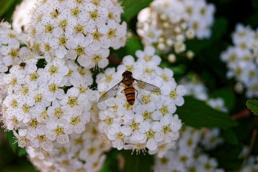 花と蜂のイメージ素材 花,蜂,素材の写真素材